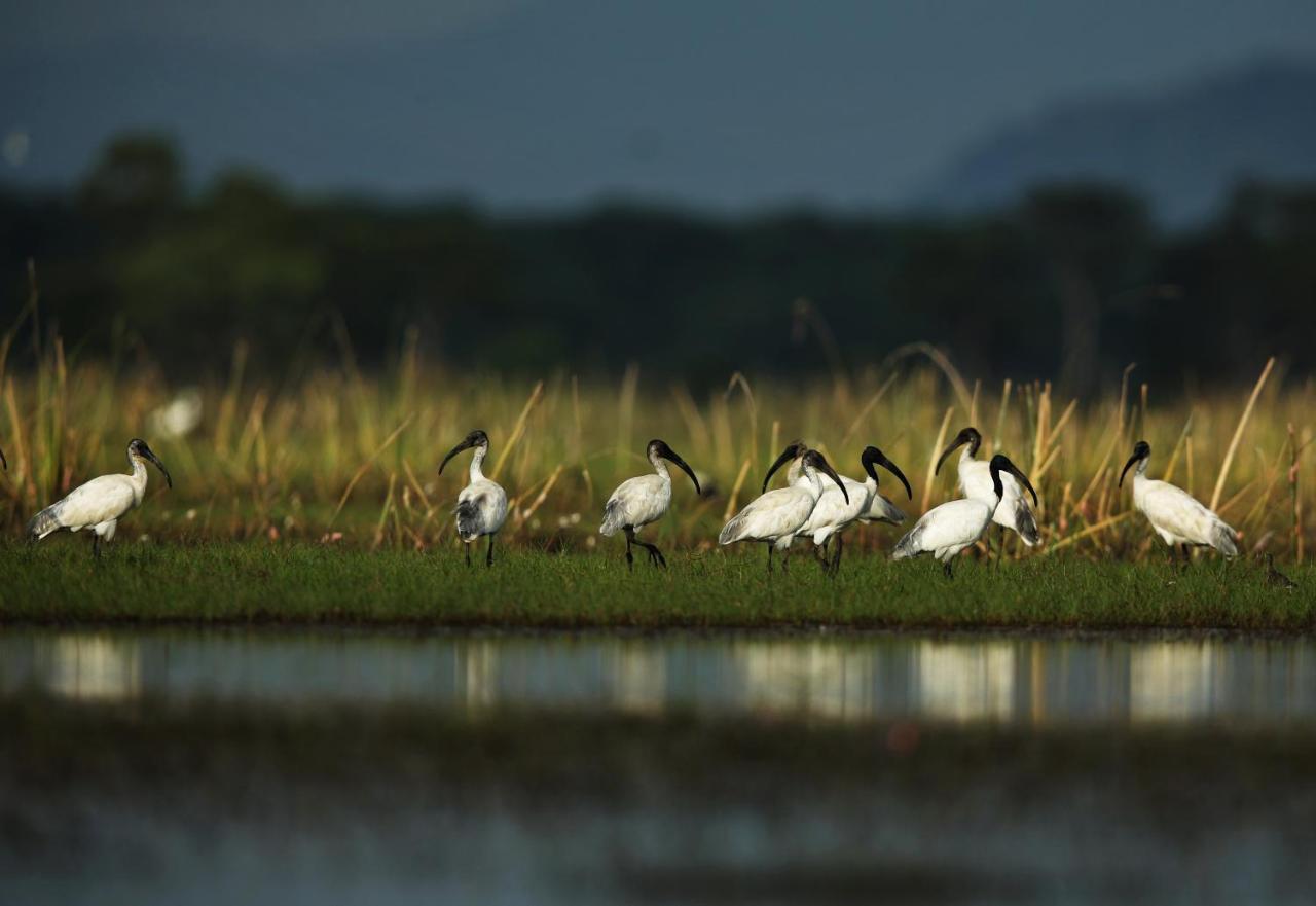 Wetlandcamp บ้านชายเล Phatthalung Buitenkant foto